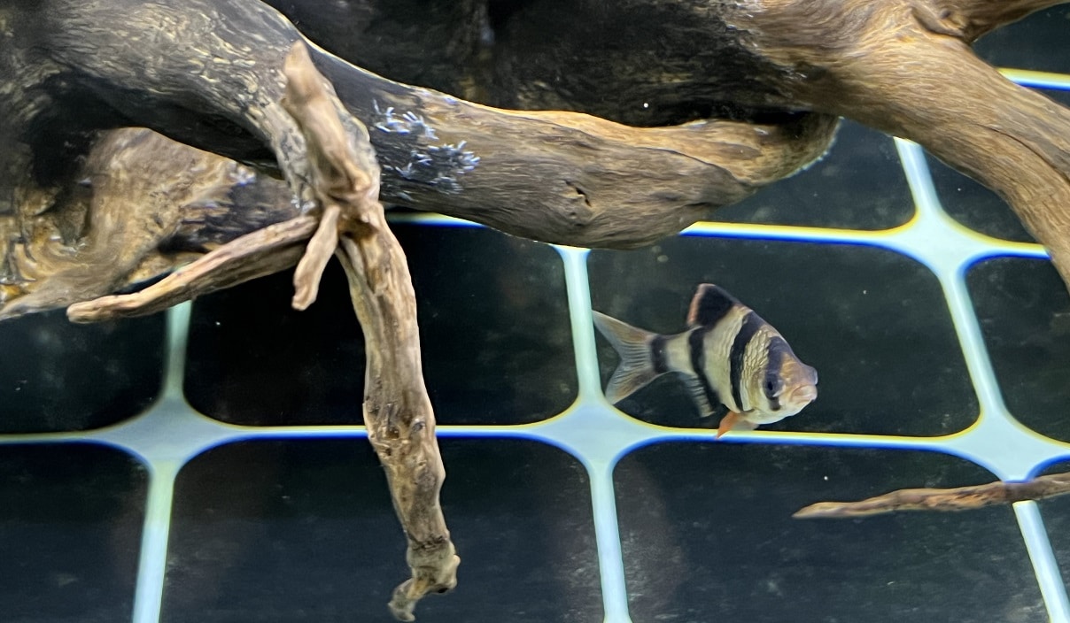 tiger barb relaxing at the bottom of tank