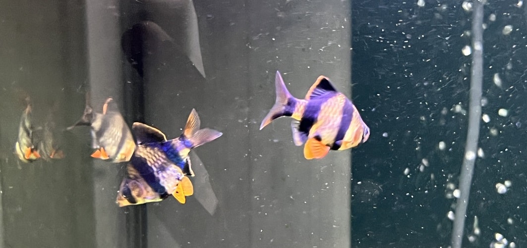 tiger barb swim bladder disease