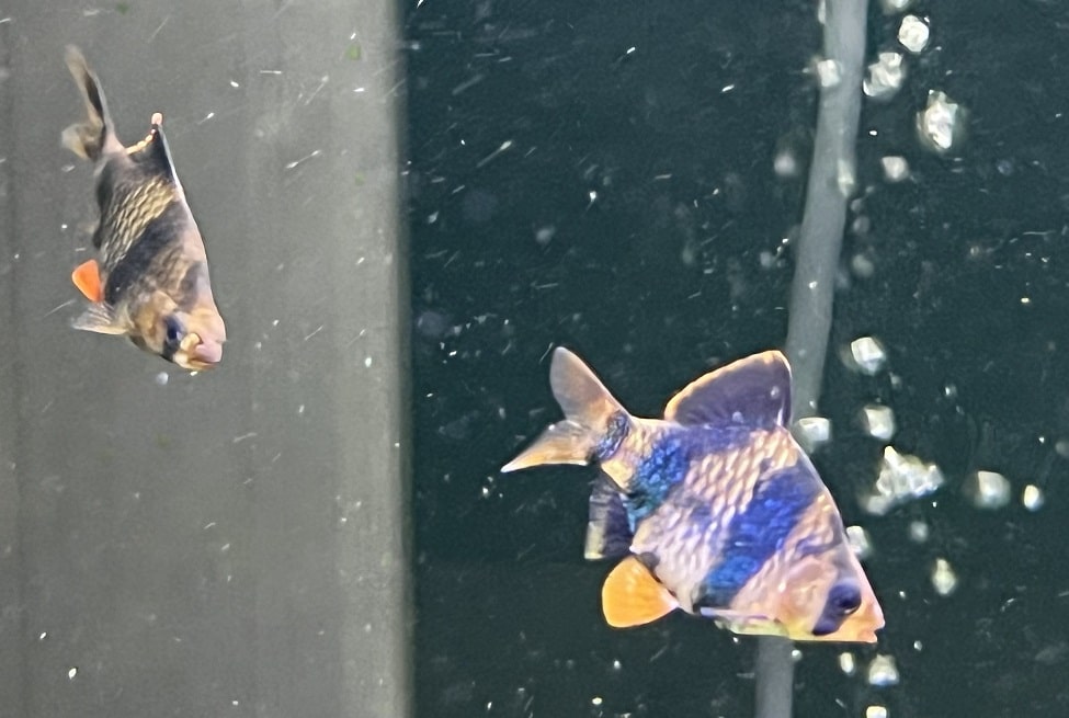 tiger barb swim vertically