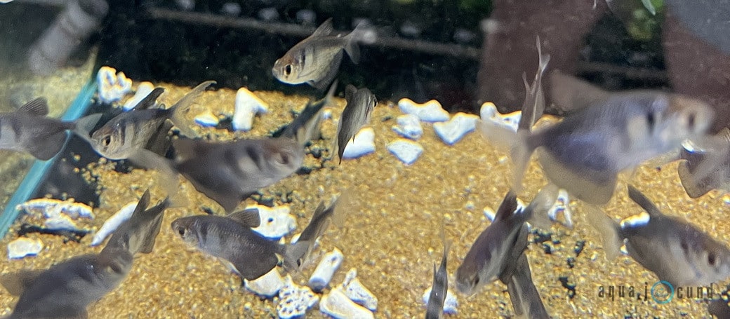 Black Widow Tetra