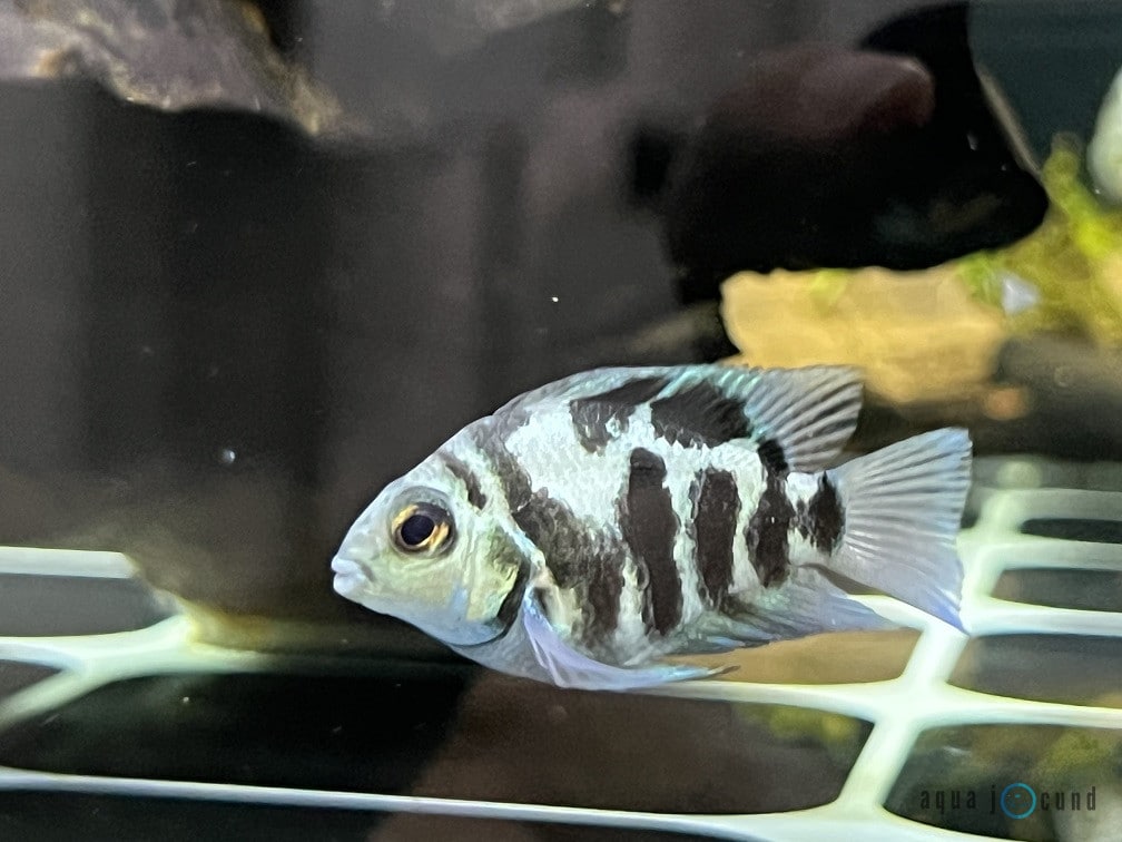 Blue Tiger Parrot Fish