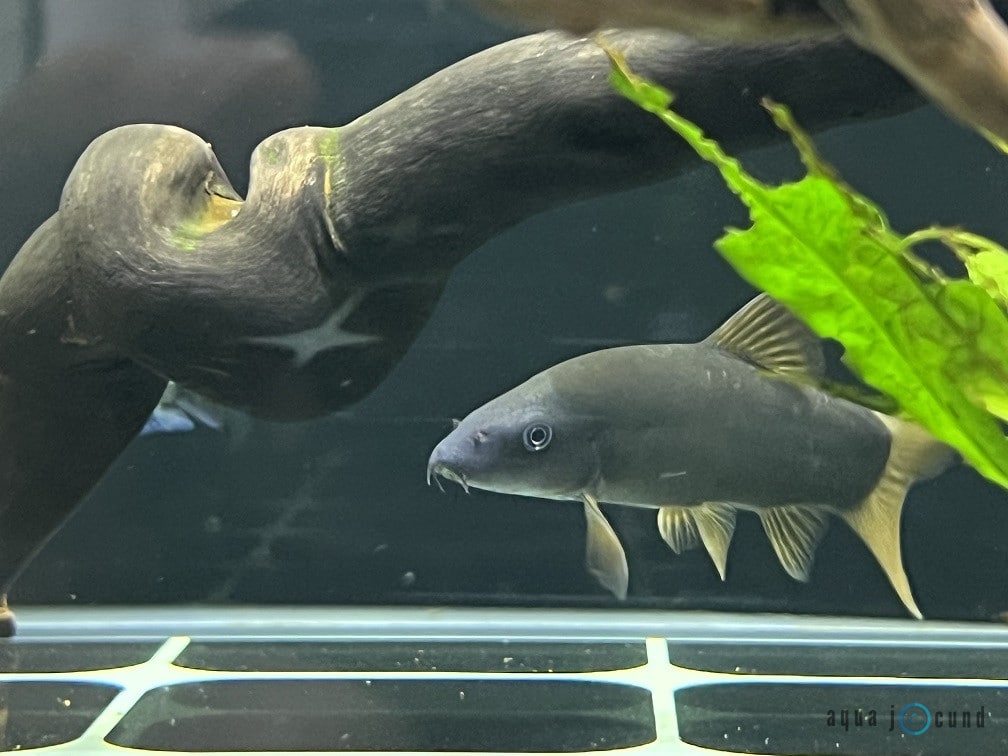 Blue botia