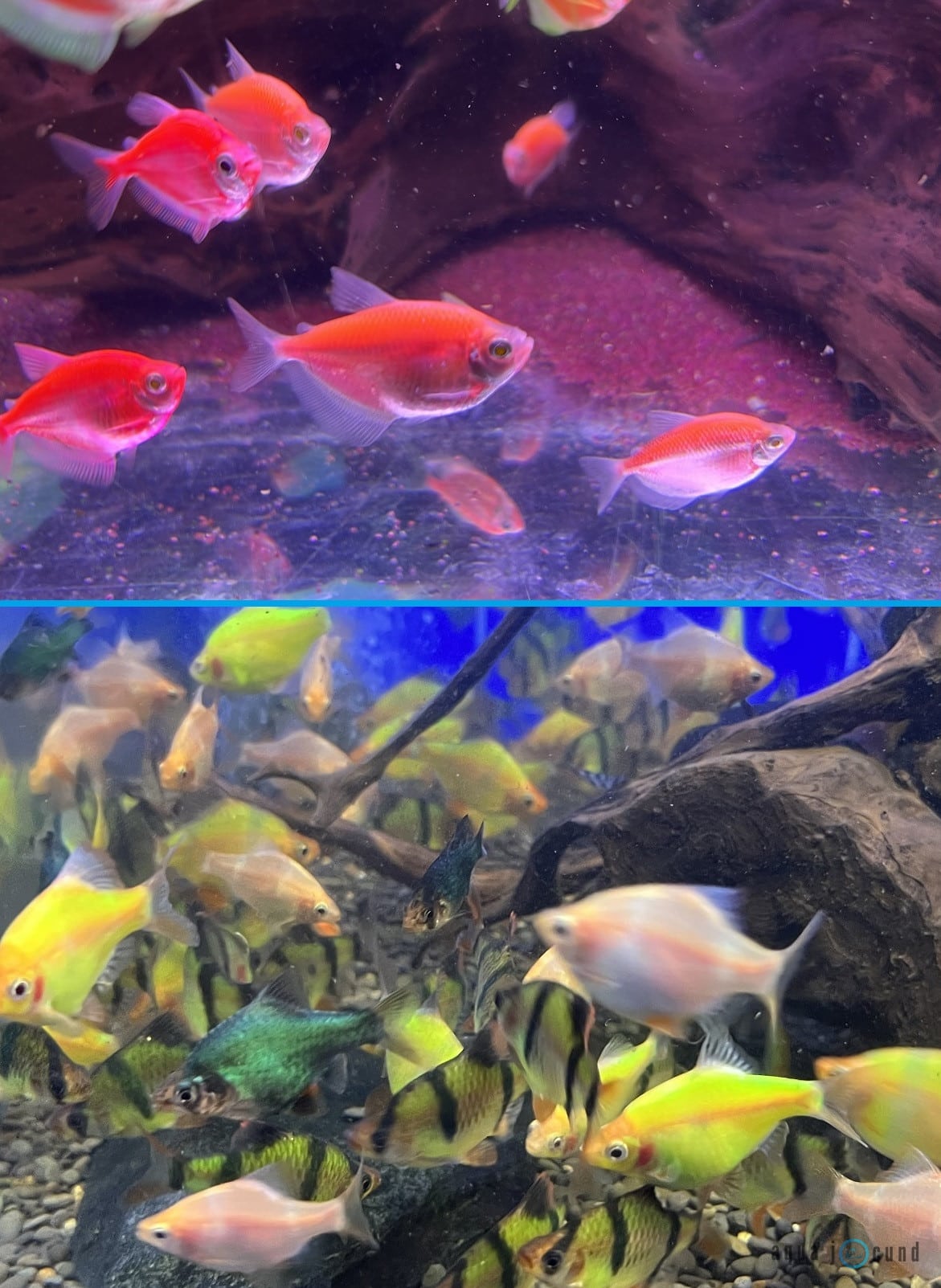 Can Tiger Barbs Live Together With GloFish