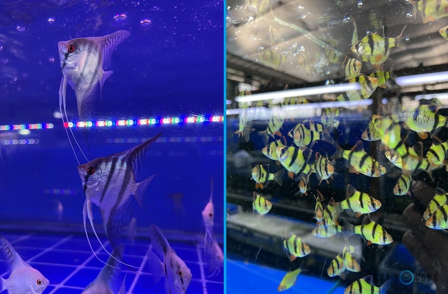 Can Tiger Barbs Live With Angelfish