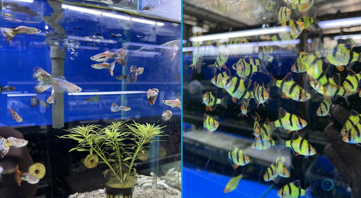 Can Tiger Barbs Live With Guppies