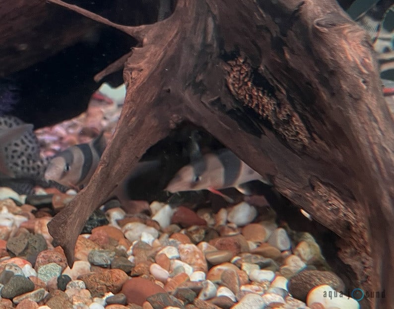 Clown Loach