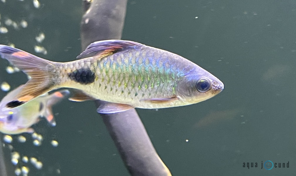 Dawkinsia filamentosa