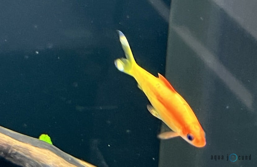 Gold Puntius denisonii