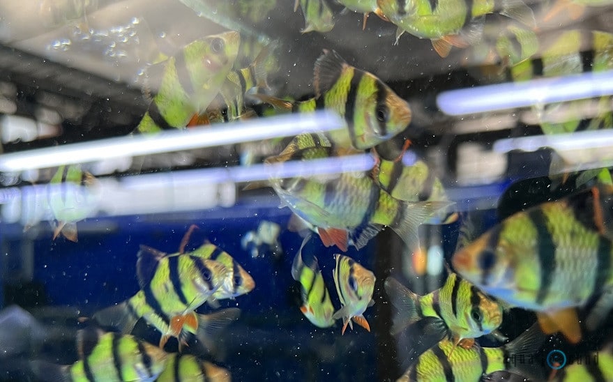 How Big Do Tiger Barbs Get and Their Behaviour