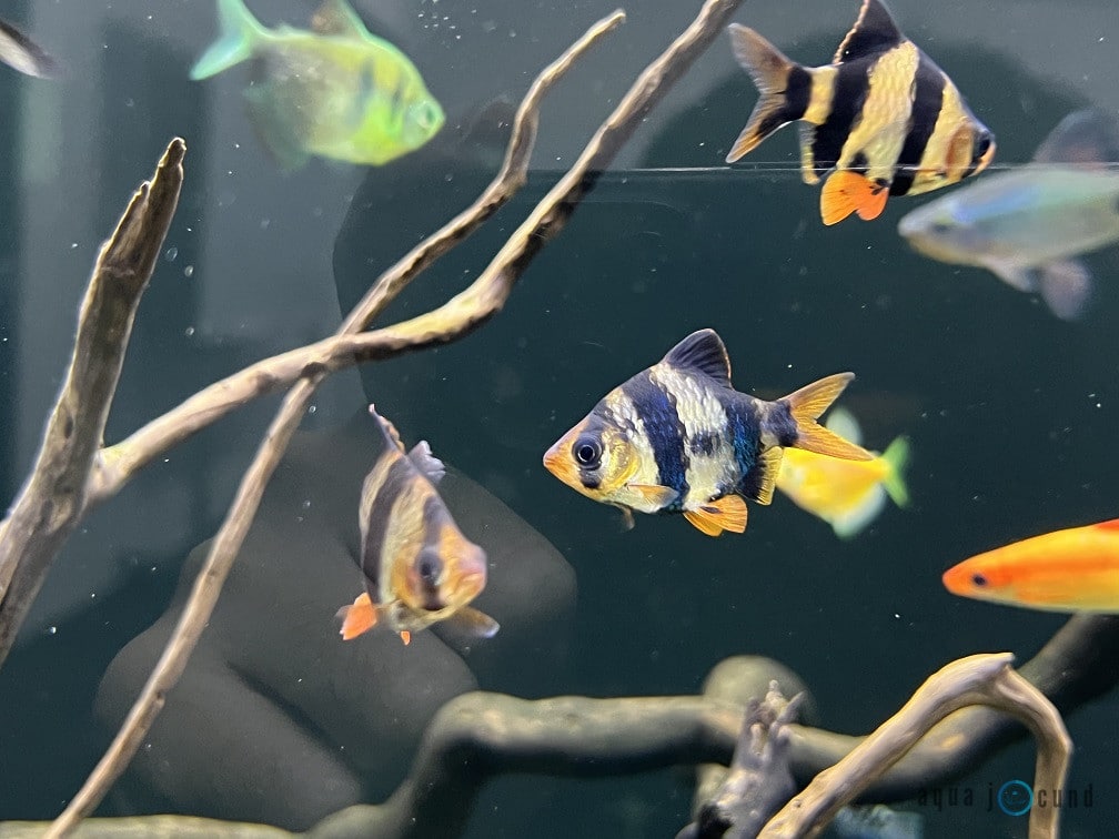How Do Tiger Barbs Behave During Mating