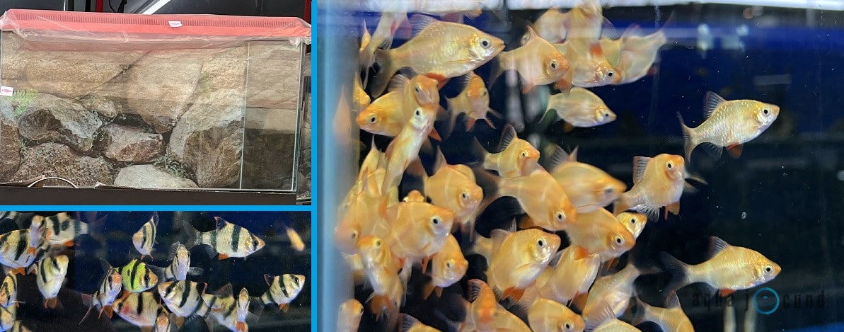 How Many Tiger Barbs in a 20 Gallon Tank