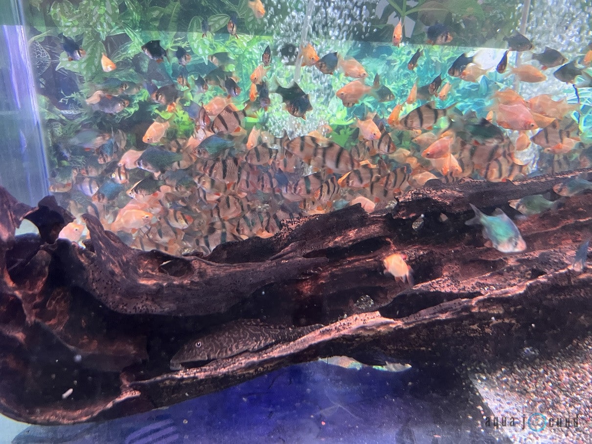 Number For A School Of Tiger Barbs