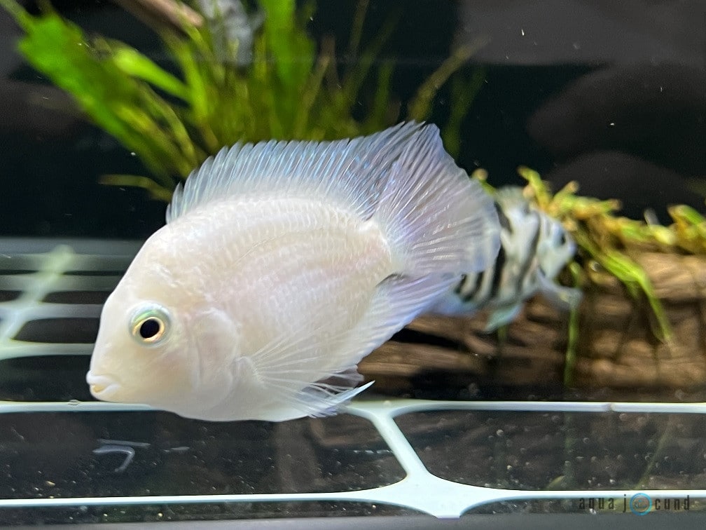 Platinum Parrot fish