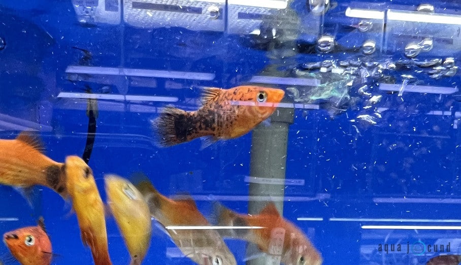 Platy