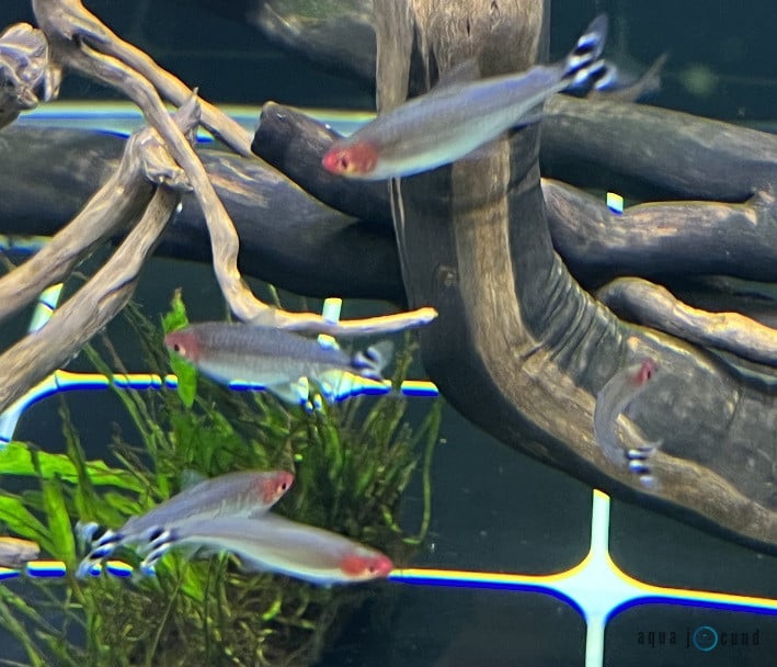 Rummy Nose Tetra