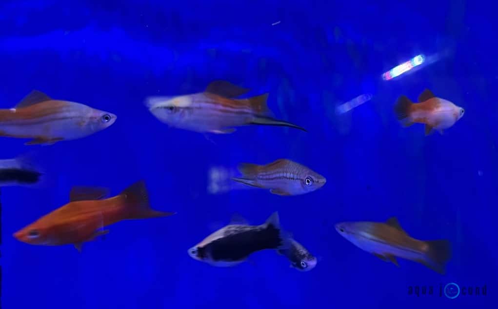 Swordtails