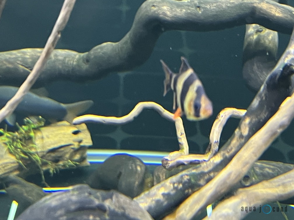 A lonely tiger barb