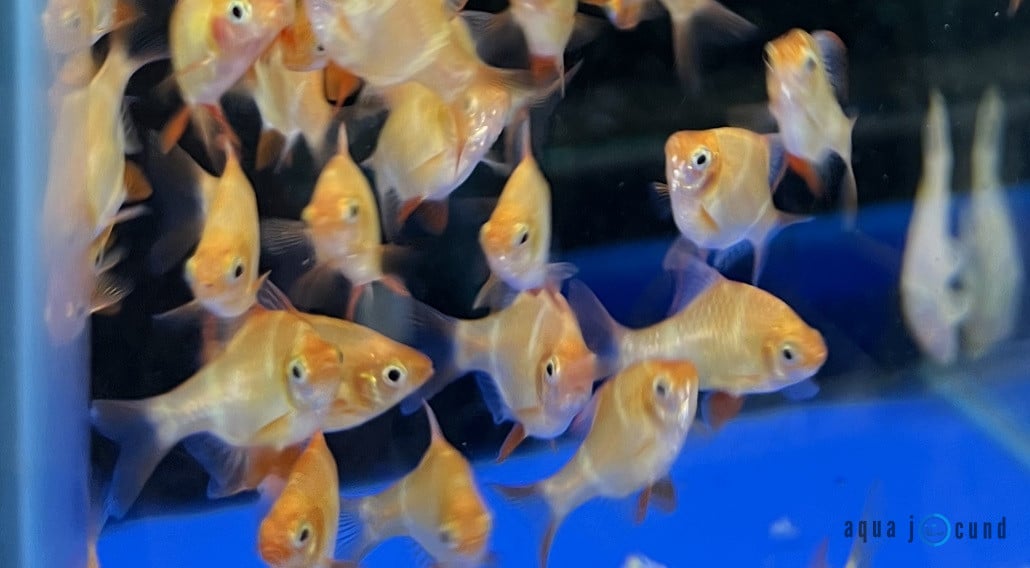 albino tiger barb by its name