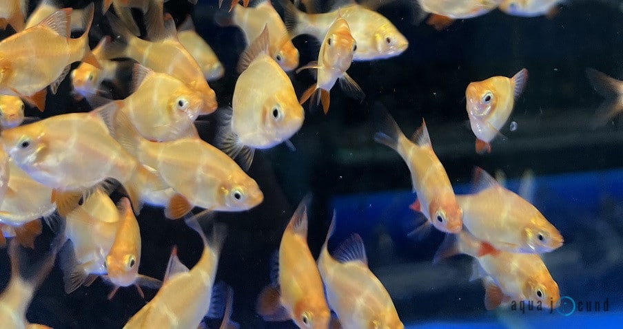 albino tiger barb facts