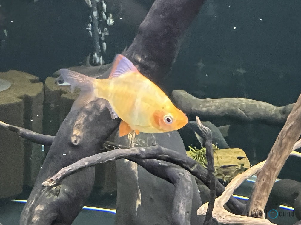 albino tiger barb with wood