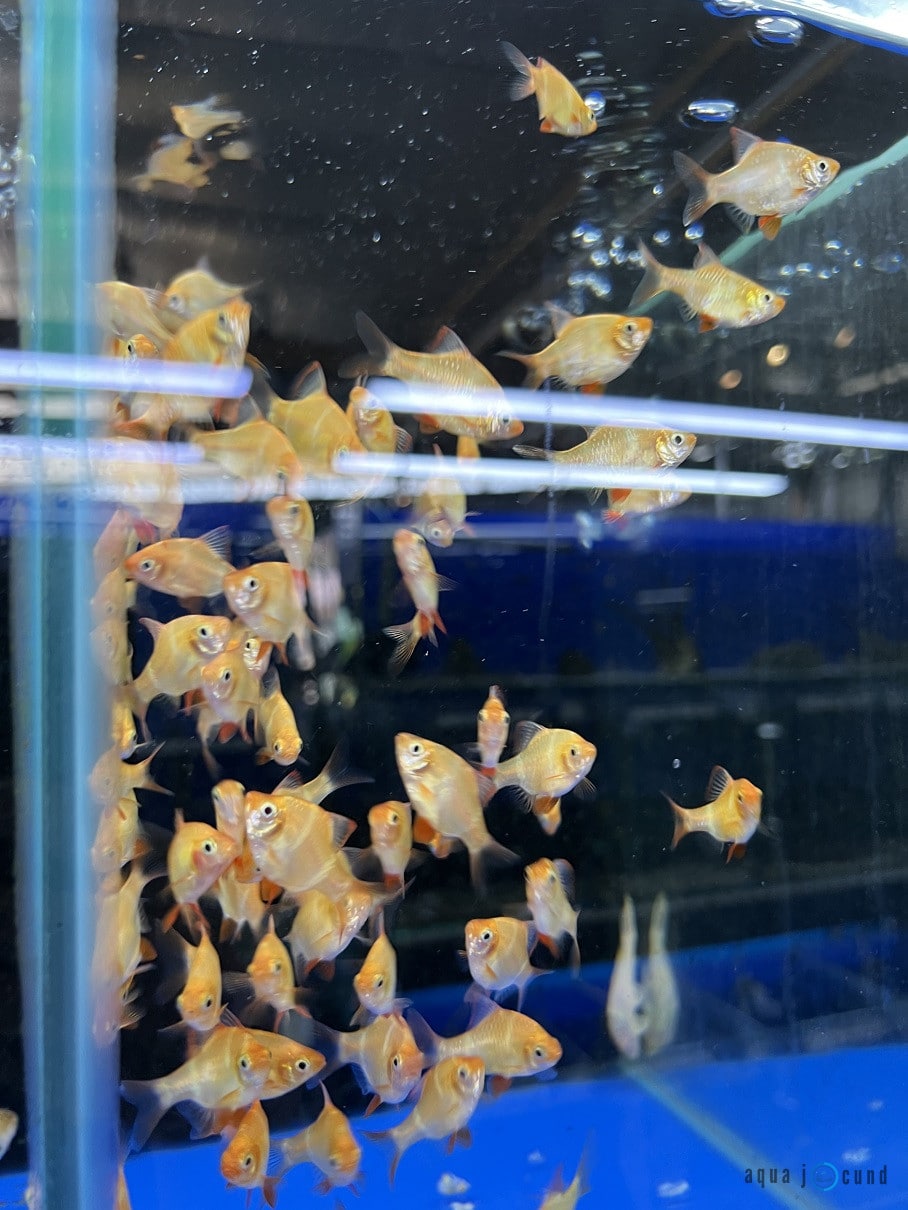 albino tiger barb