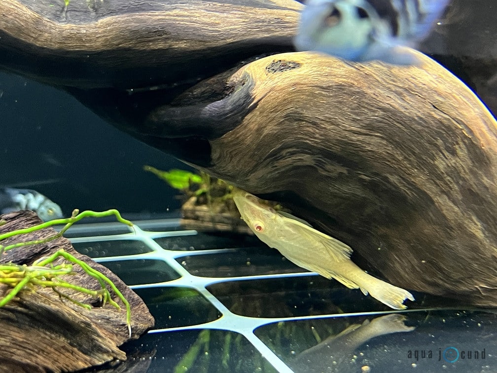 algae eater