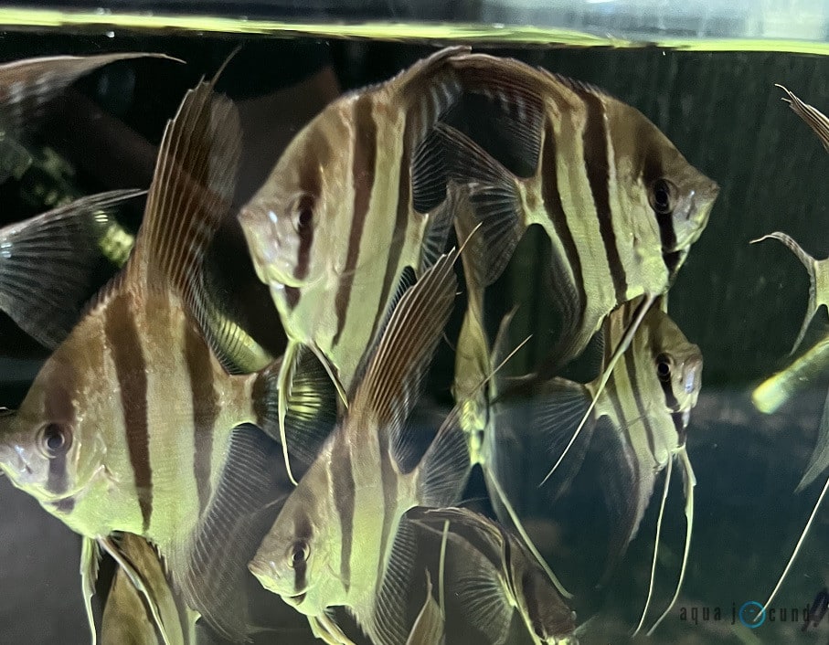 angelfish