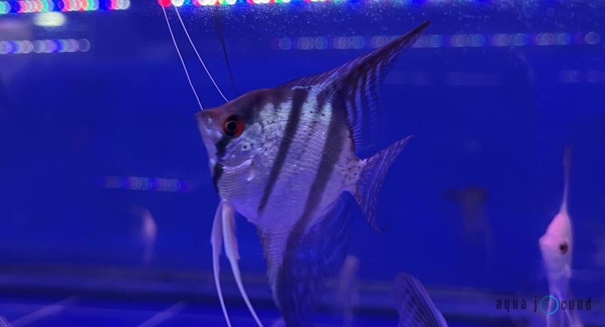 angle fish