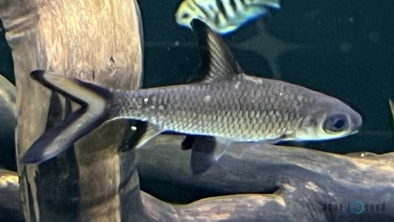 bala silver shark