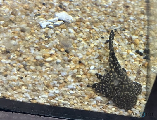 black pleco