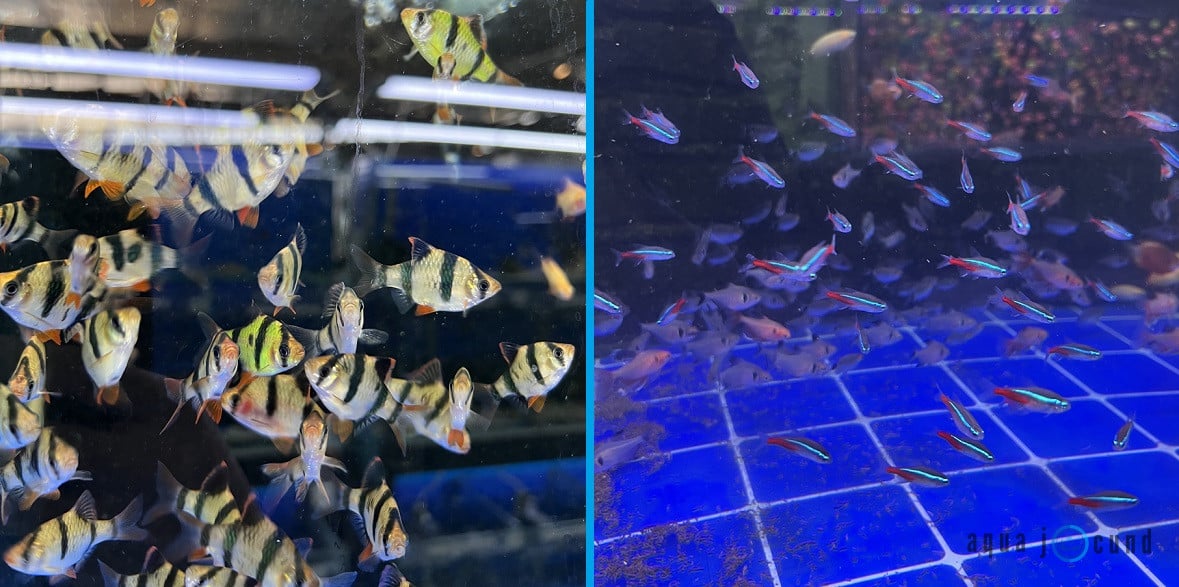Can Neon Tetras And Tiger Barbs Live Together