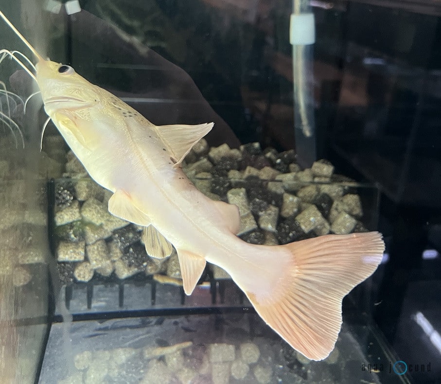 catfish