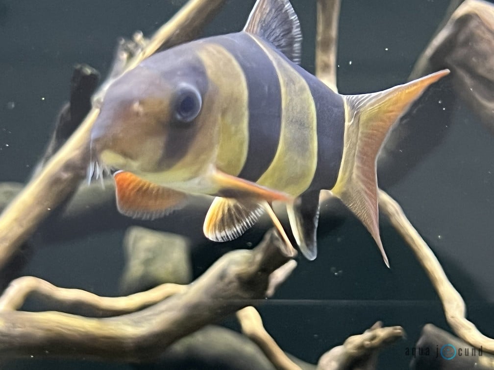 clown loach