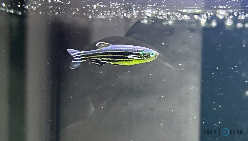 Danio Fish