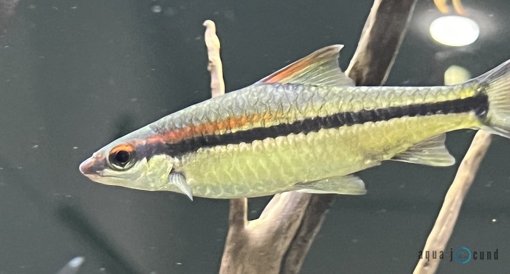 denison barb
