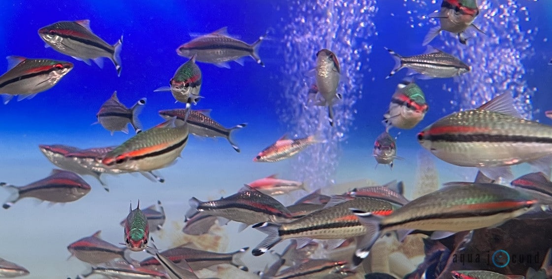 denison barbs
