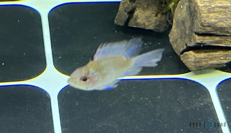 electric blue balloon ram