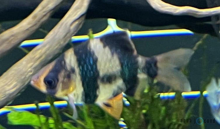 female tiger barbs