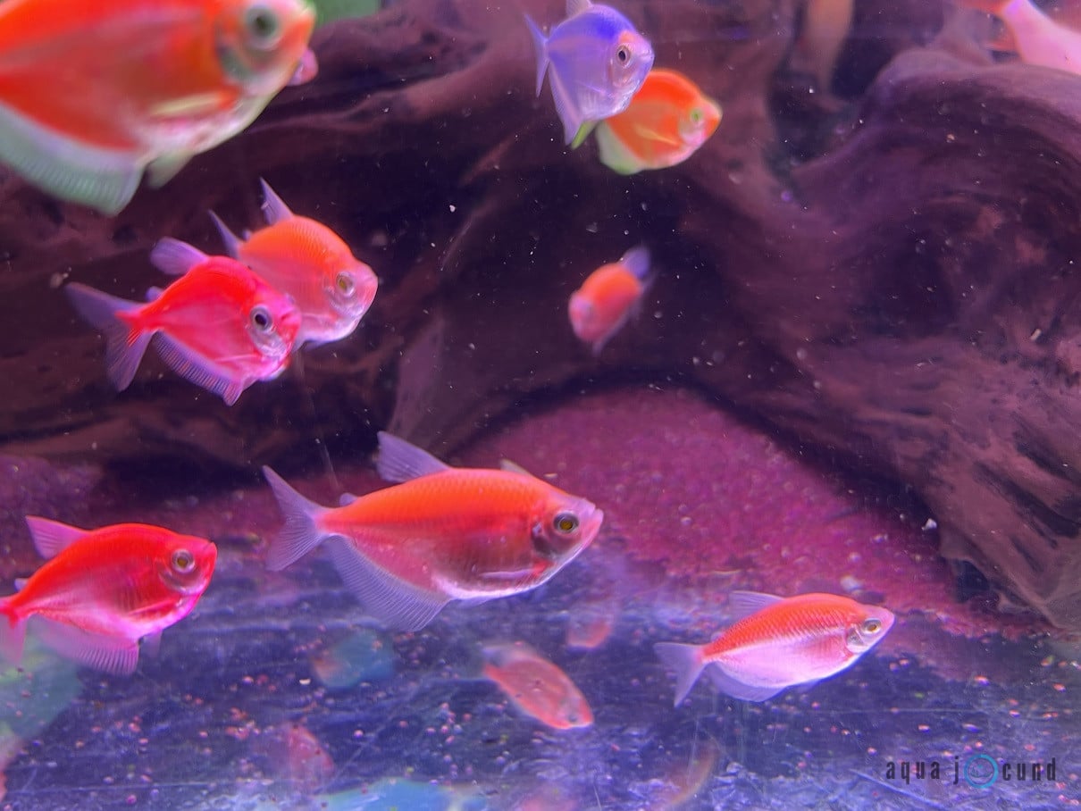 glofish