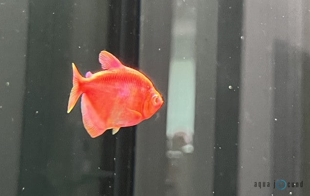 glofish