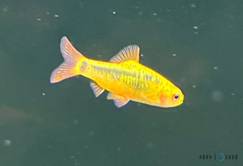 golden barb