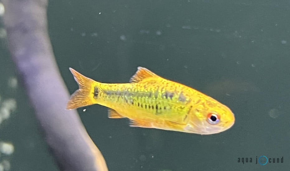 golden barb