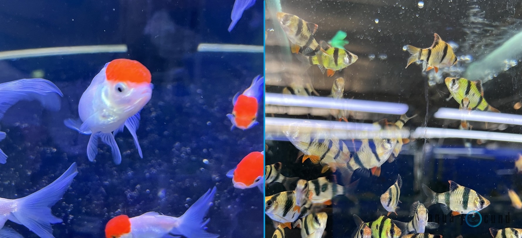 goldfish and tiger barb share same tank