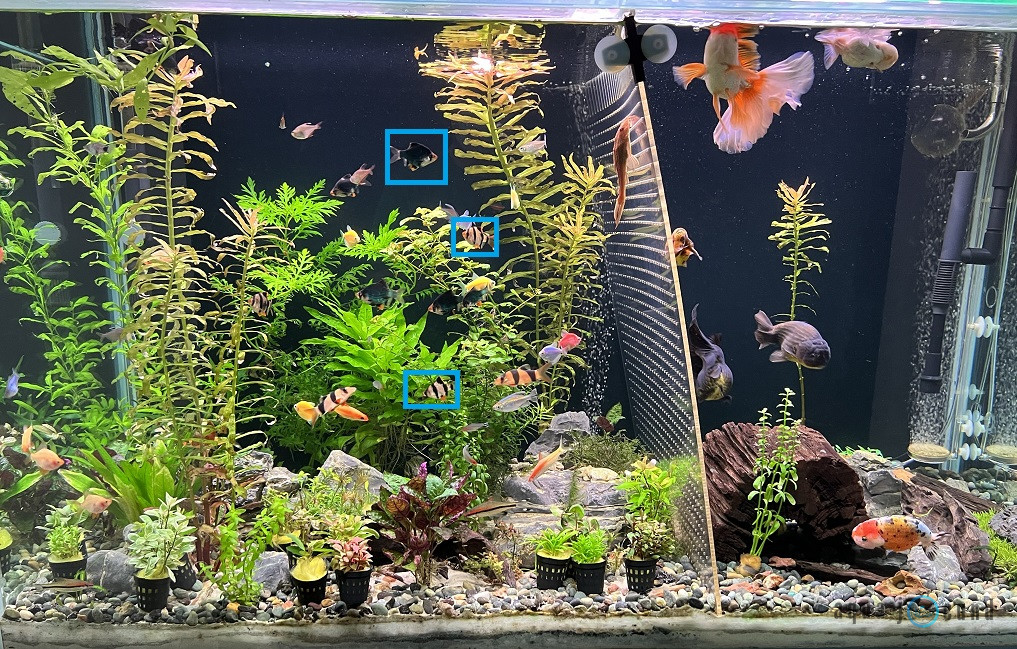 goldfish and tiger barbs in the same tank