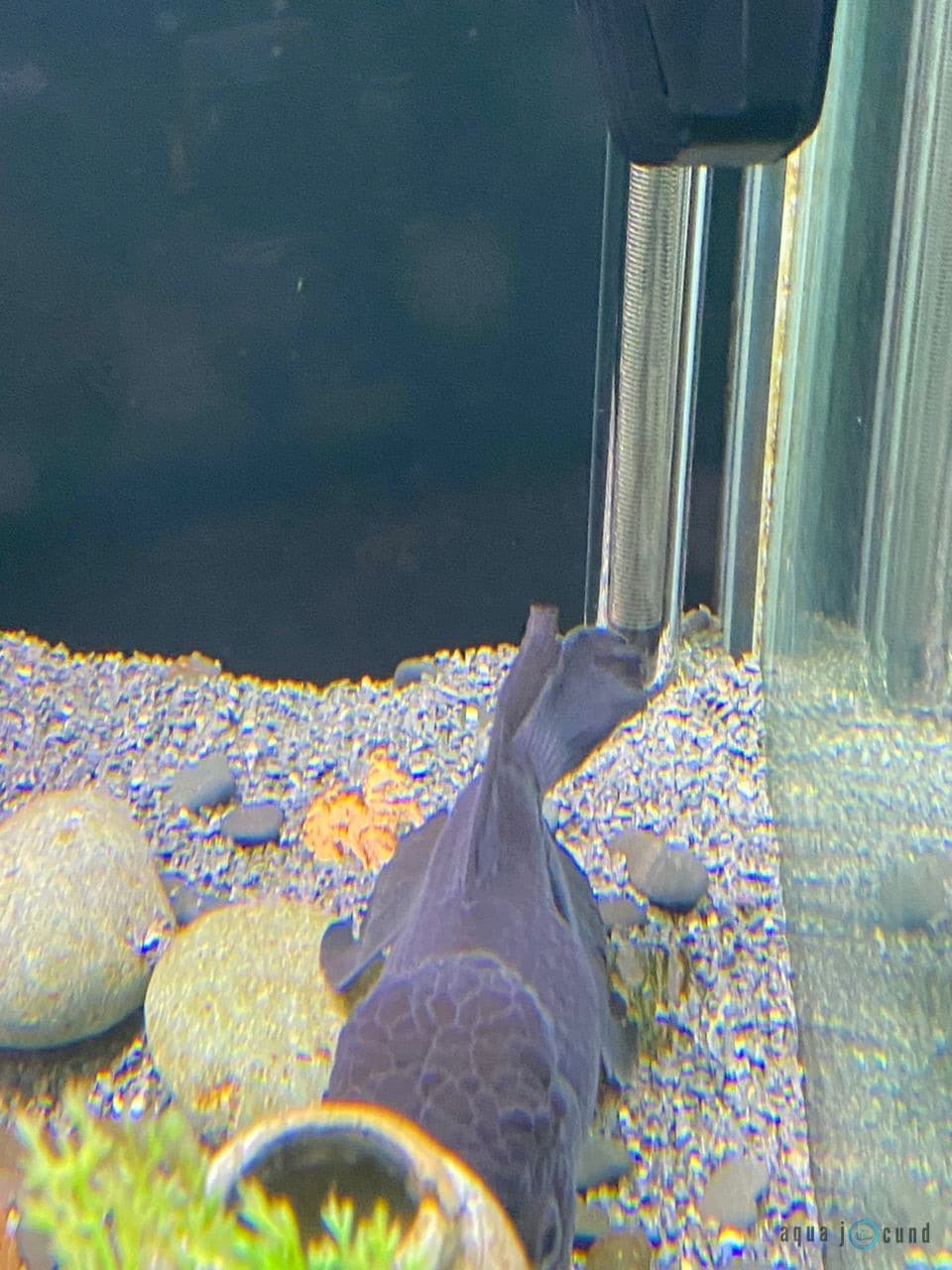 goldfish hiding