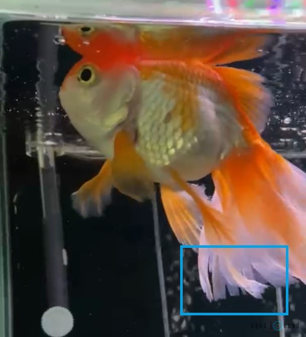 goldfish with damaged tail