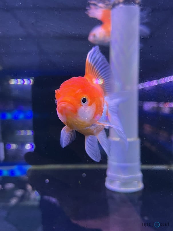 goldfish