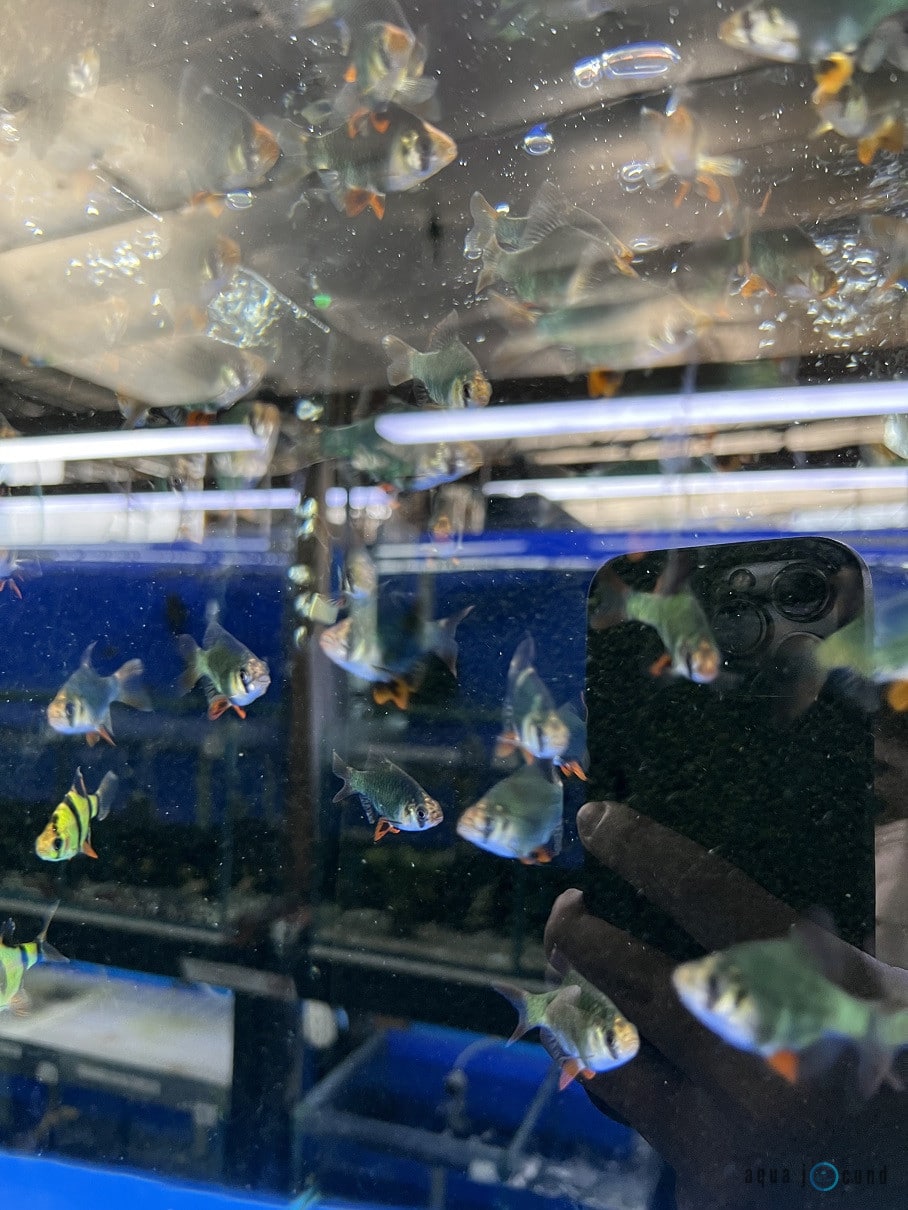 green tiger barb