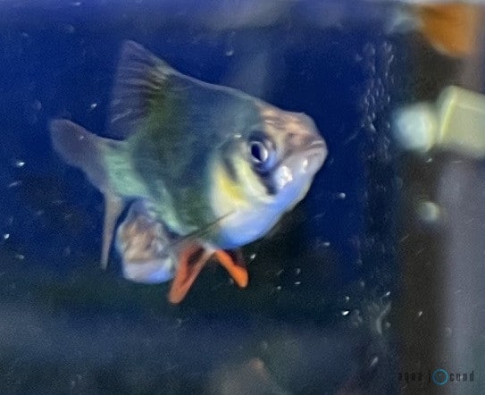 green tiger barb