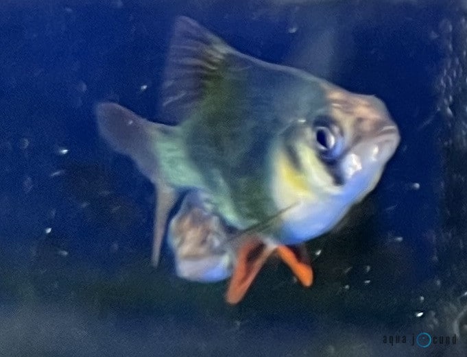 Green Tiger Barb